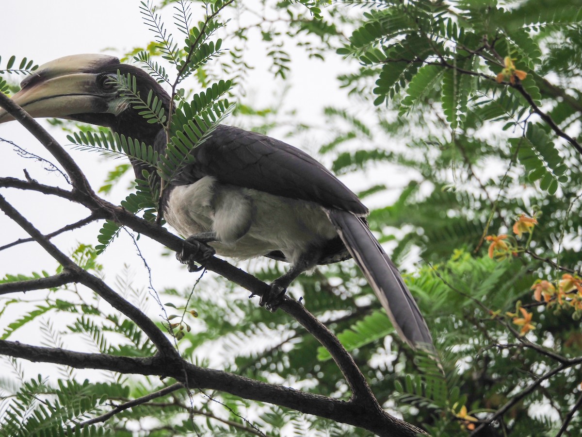 Oriental Pied-Hornbill - ML619606229