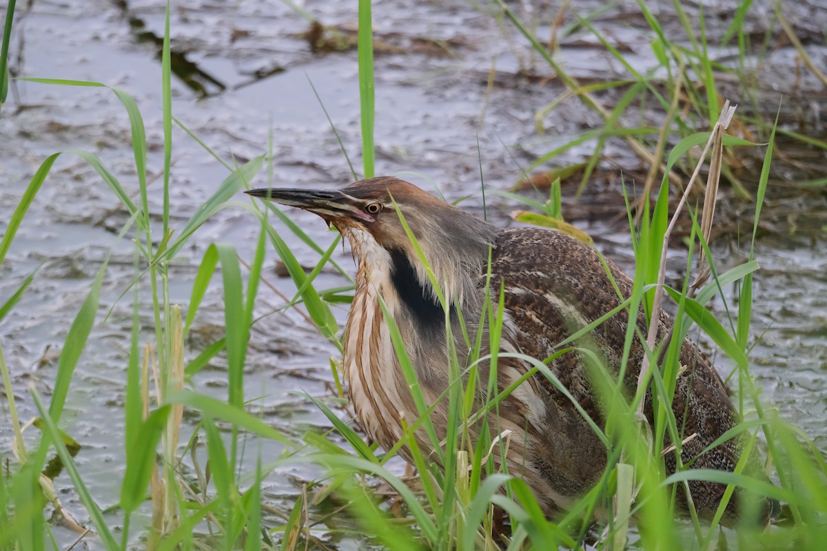 American Bittern - ML619606231