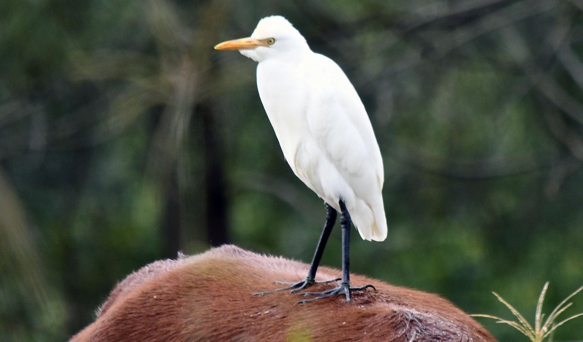 Eastern Cattle Egret - Neil Roche-Kelly