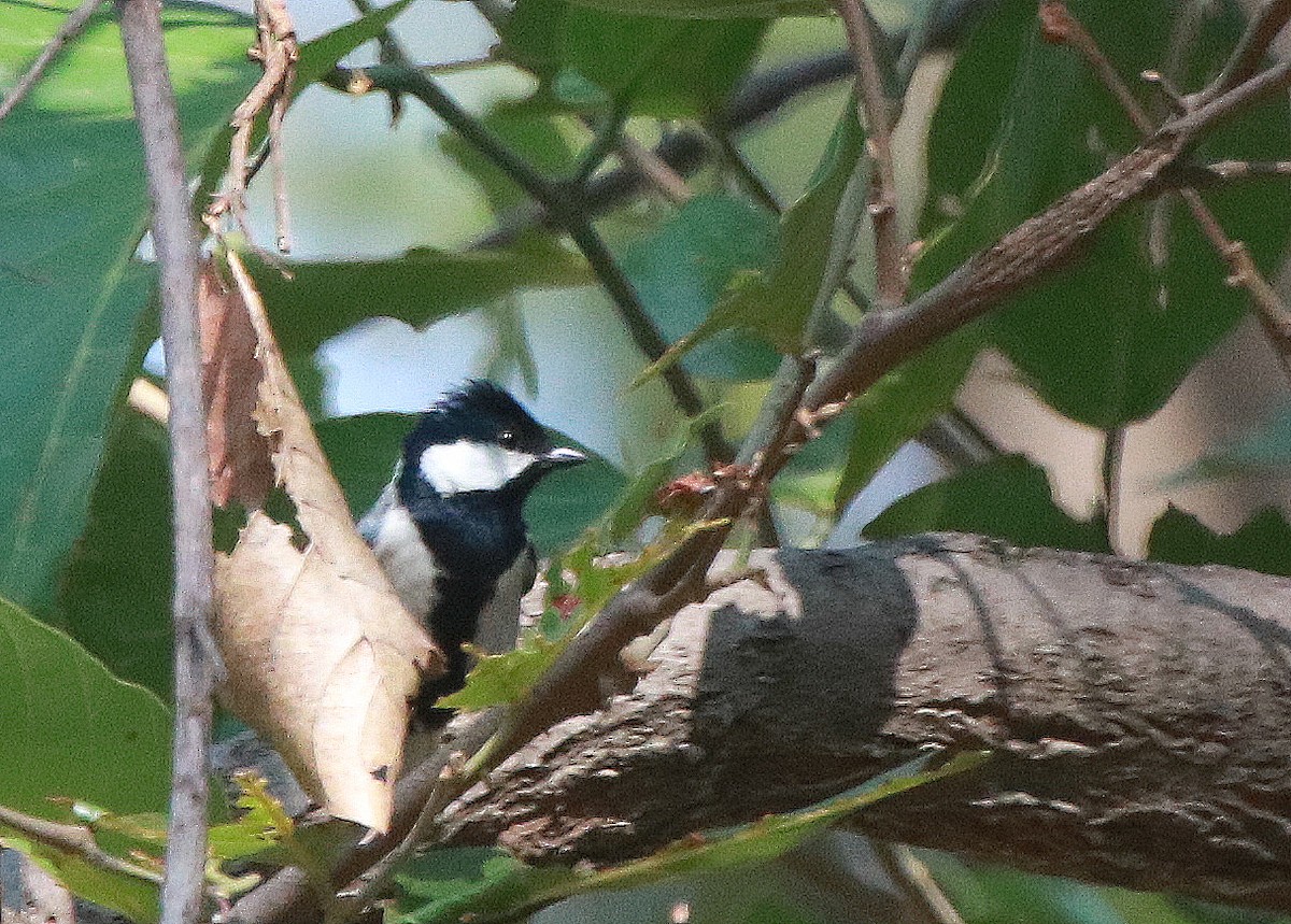 Cinereous Tit - Jagat Flora