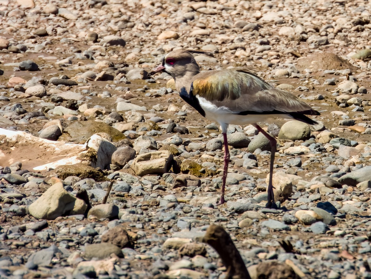 Southern Lapwing - ML619606243