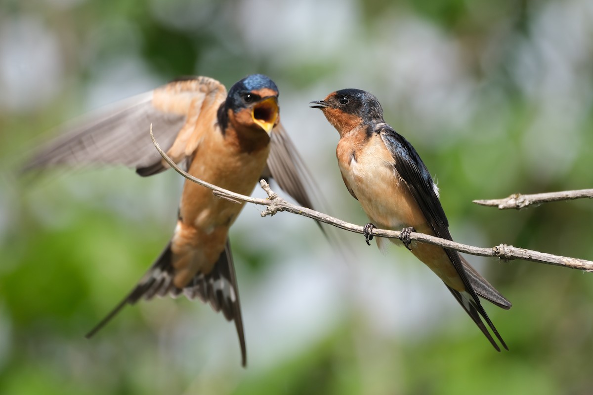 Barn Swallow - Alex Leeder