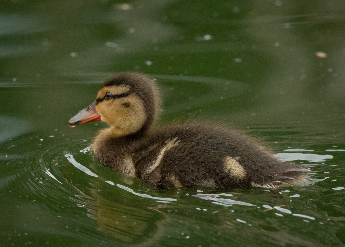 Mallard - Filipe Leitão