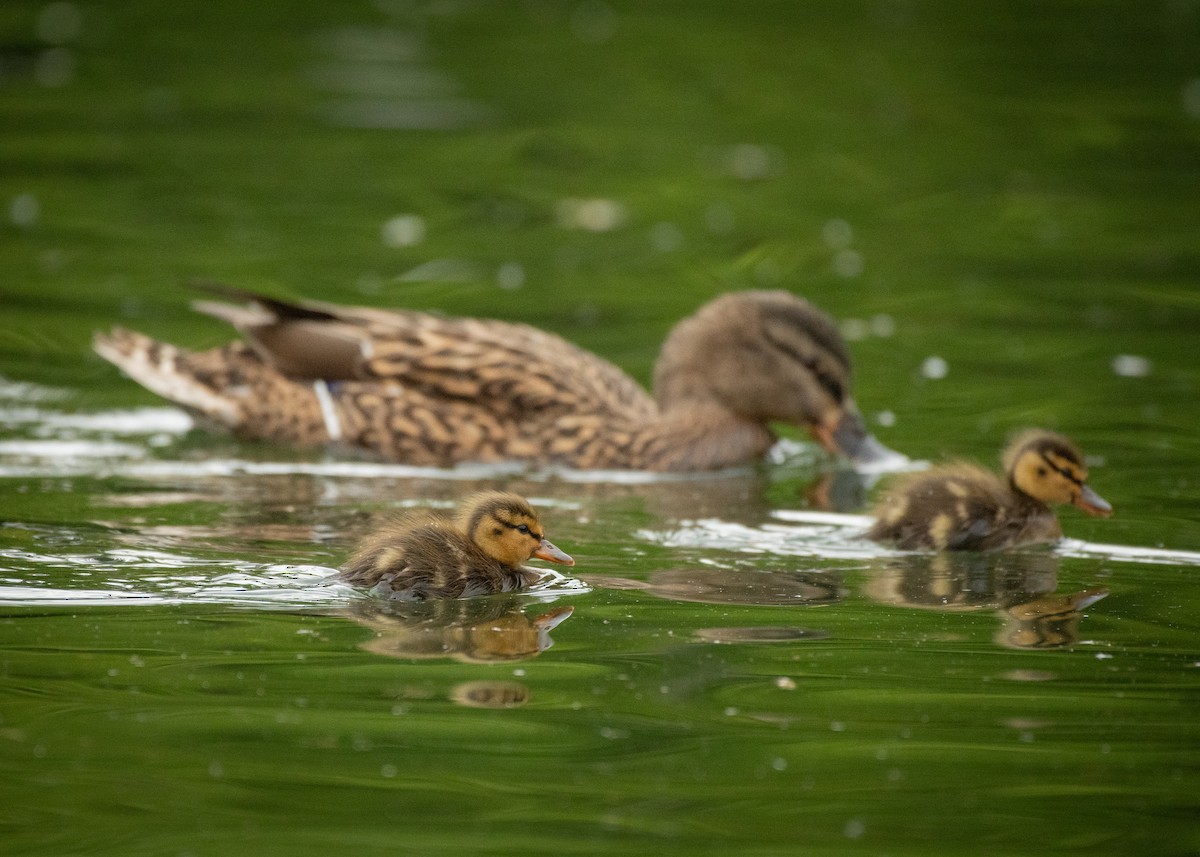 Mallard - Filipe Leitão