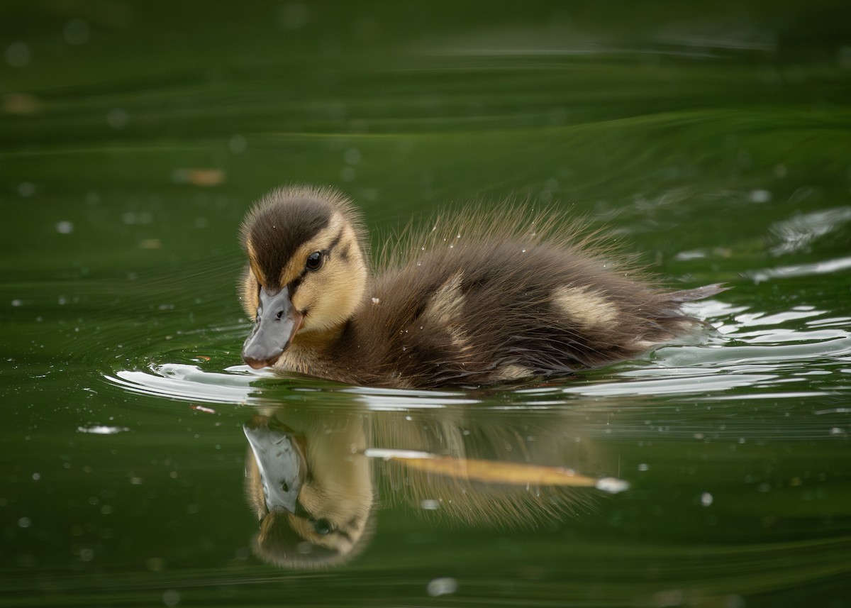 Mallard - Filipe Leitão