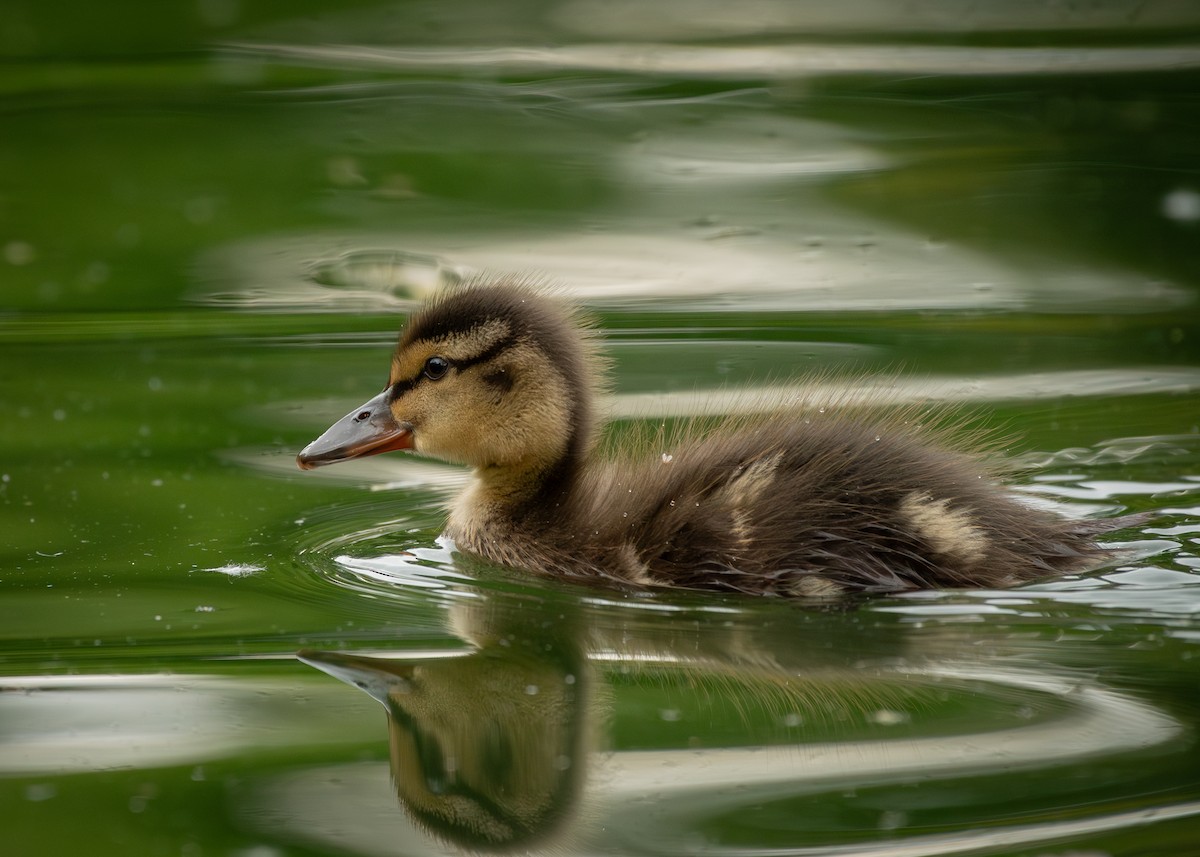 Mallard - Filipe Leitão