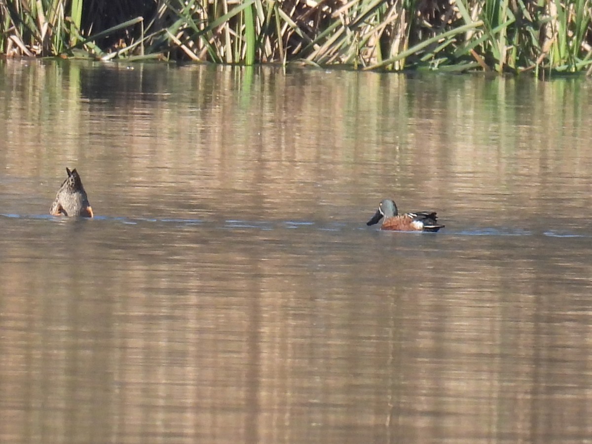 Australasian Shoveler - Helen Erskine-Behr