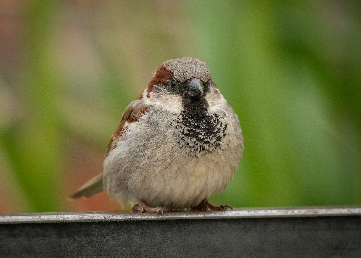 House Sparrow - Filipe Leitão