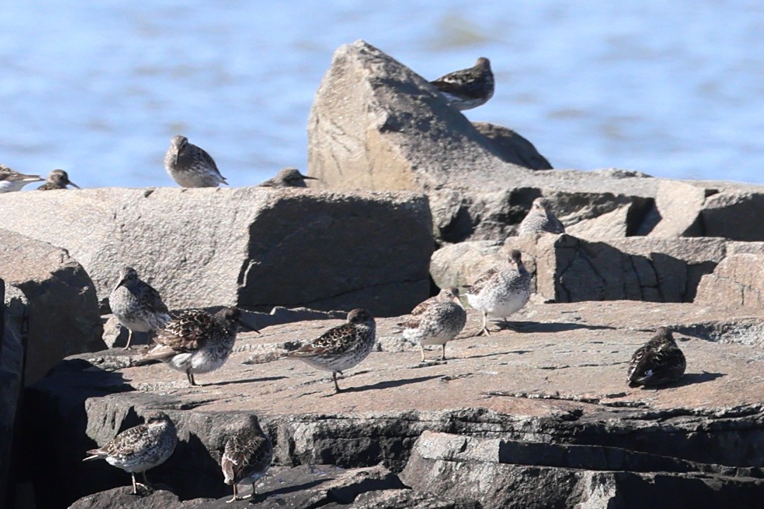 Purple Sandpiper - Darcy Pinotti