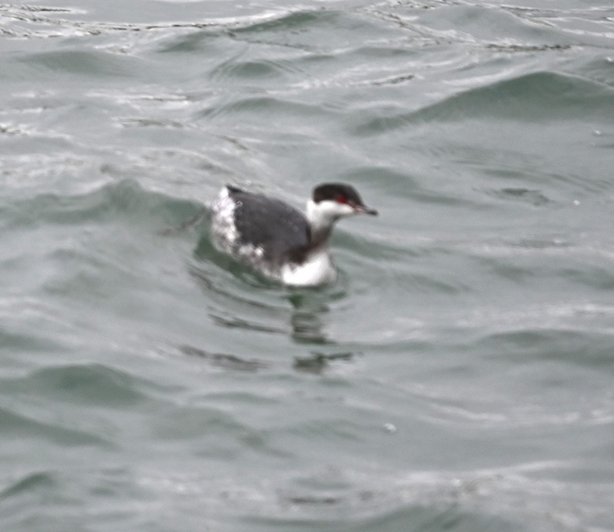 Horned Grebe - Nicolle and H-Boon Lee