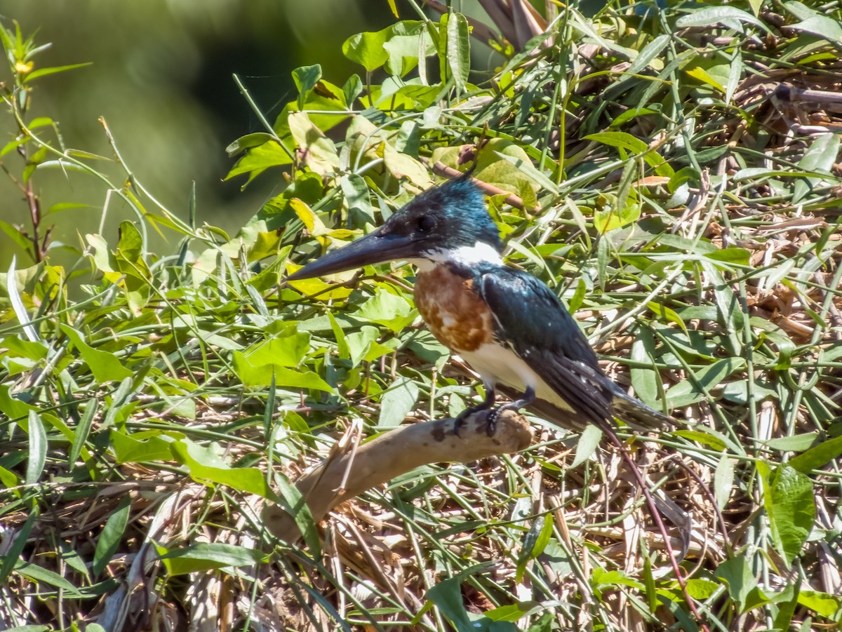 Amazon Kingfisher - Imogen Warren