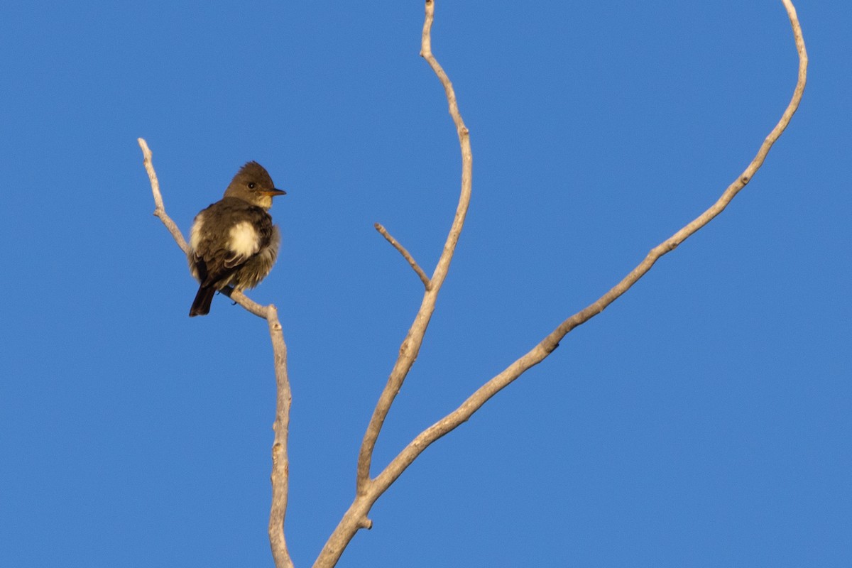 Olive-sided Flycatcher - D Gamelin