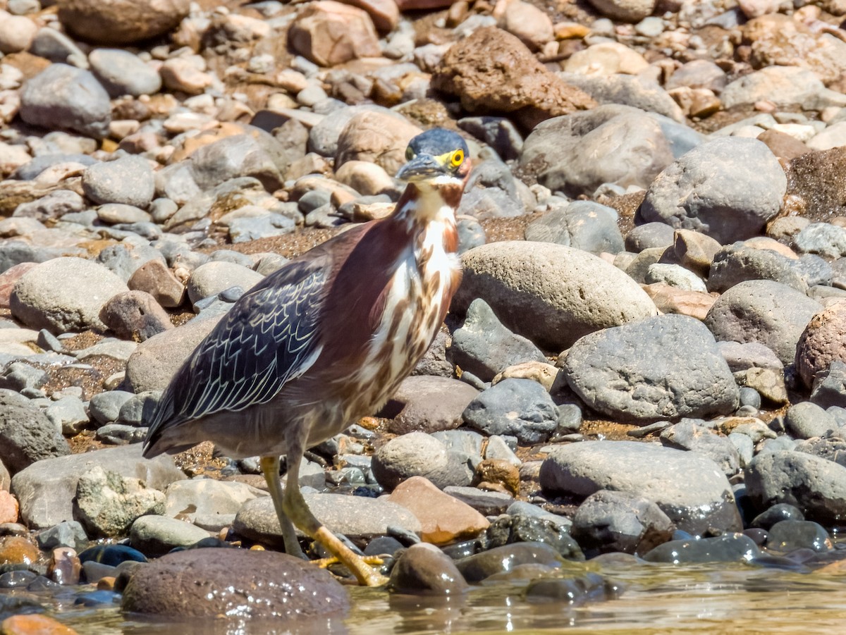 Green Heron - Imogen Warren