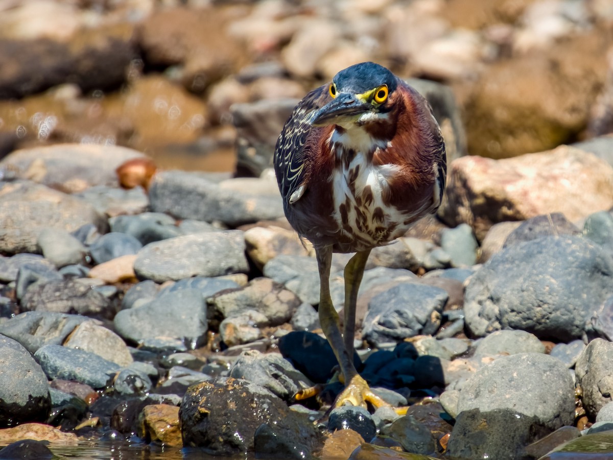 Green Heron - Imogen Warren