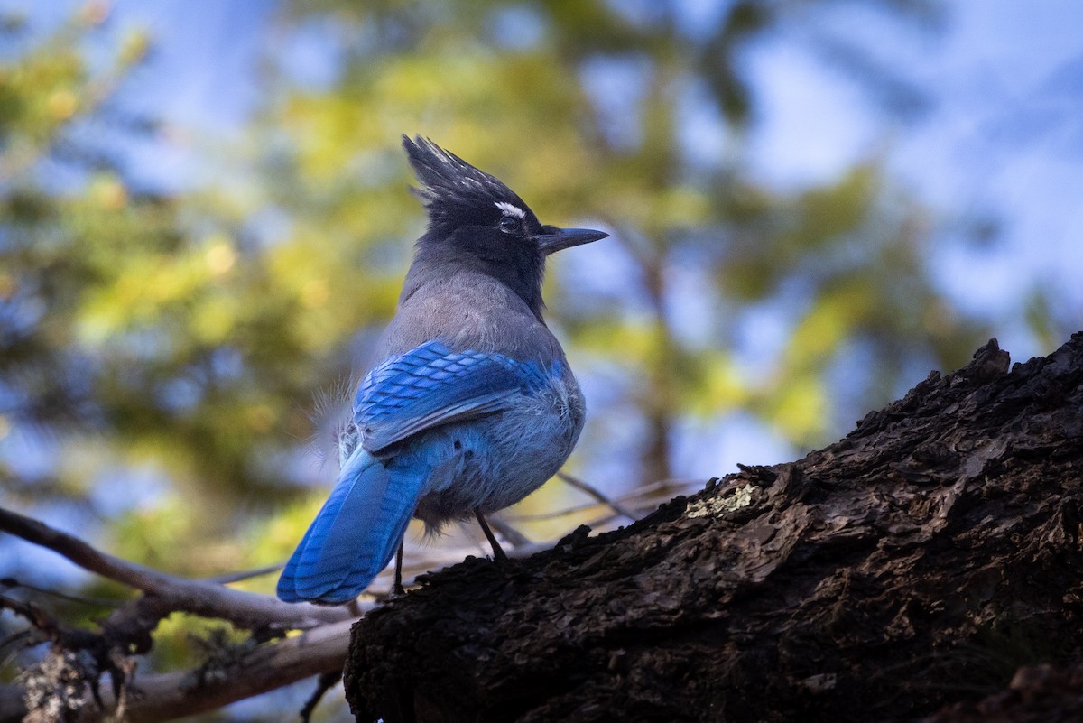 Steller's Jay - D Gamelin