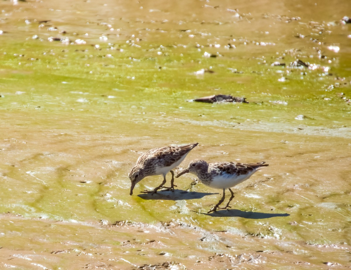 Least Sandpiper - Imogen Warren