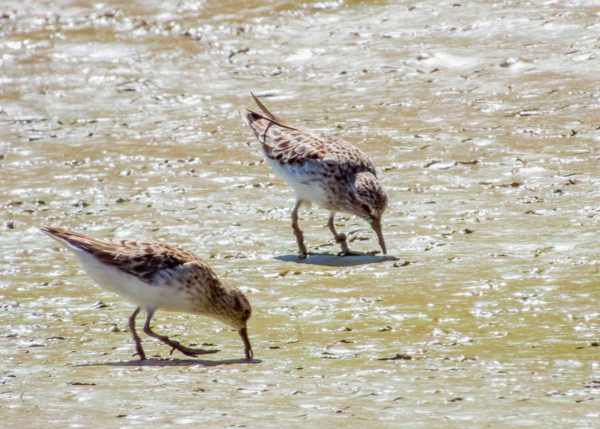 Least Sandpiper - Imogen Warren