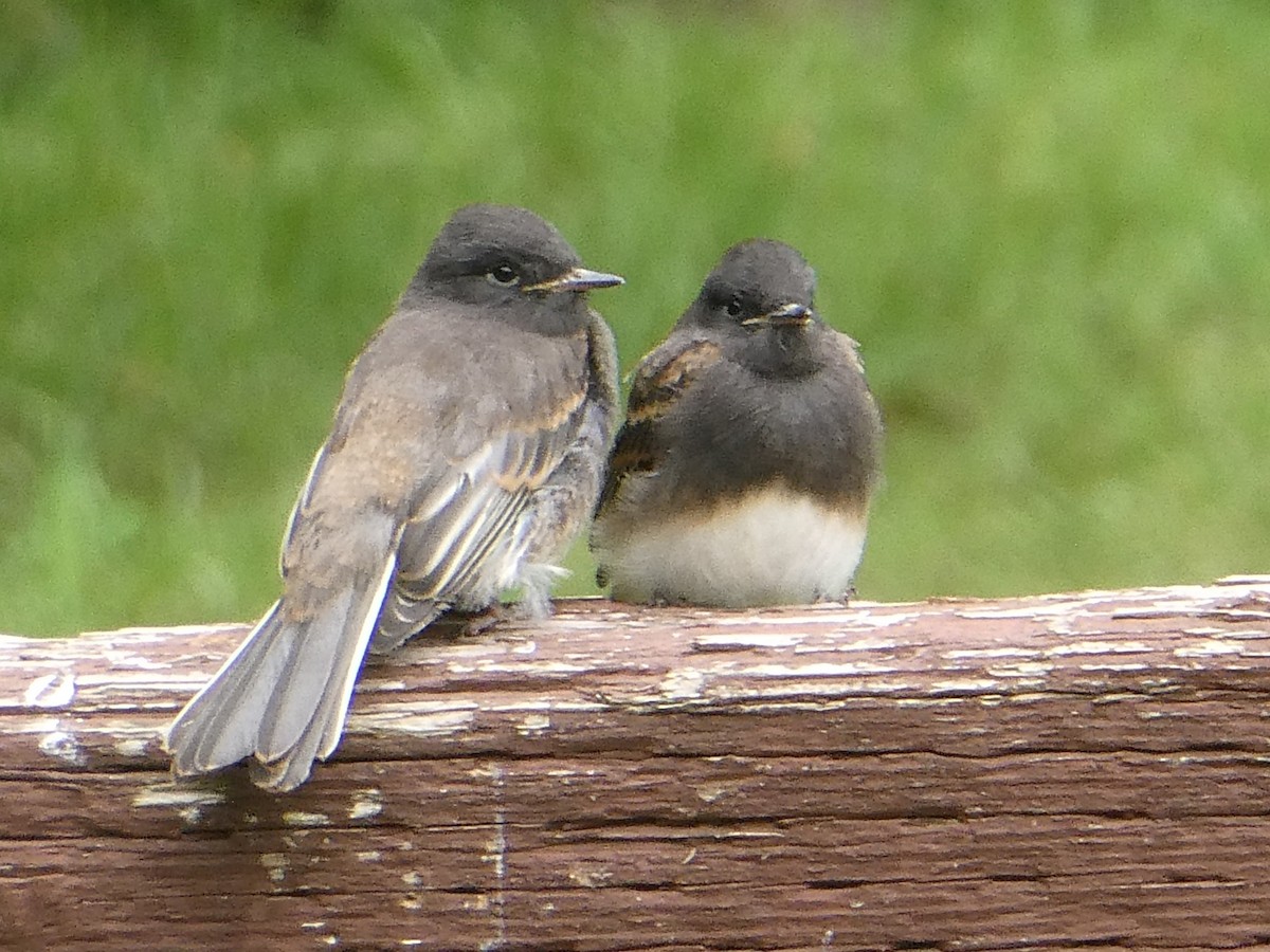 Black Phoebe - Anonymous