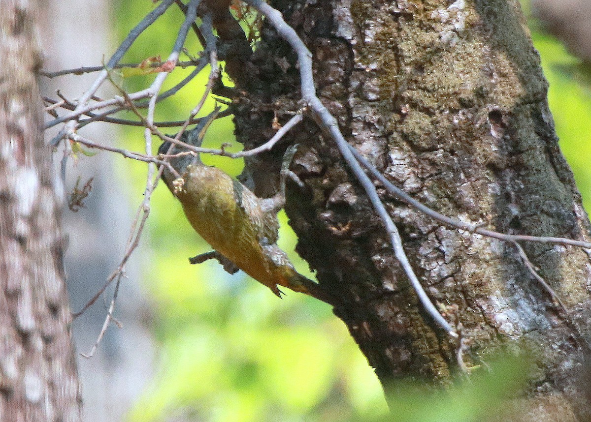 Streak-throated Woodpecker - Jagat Flora