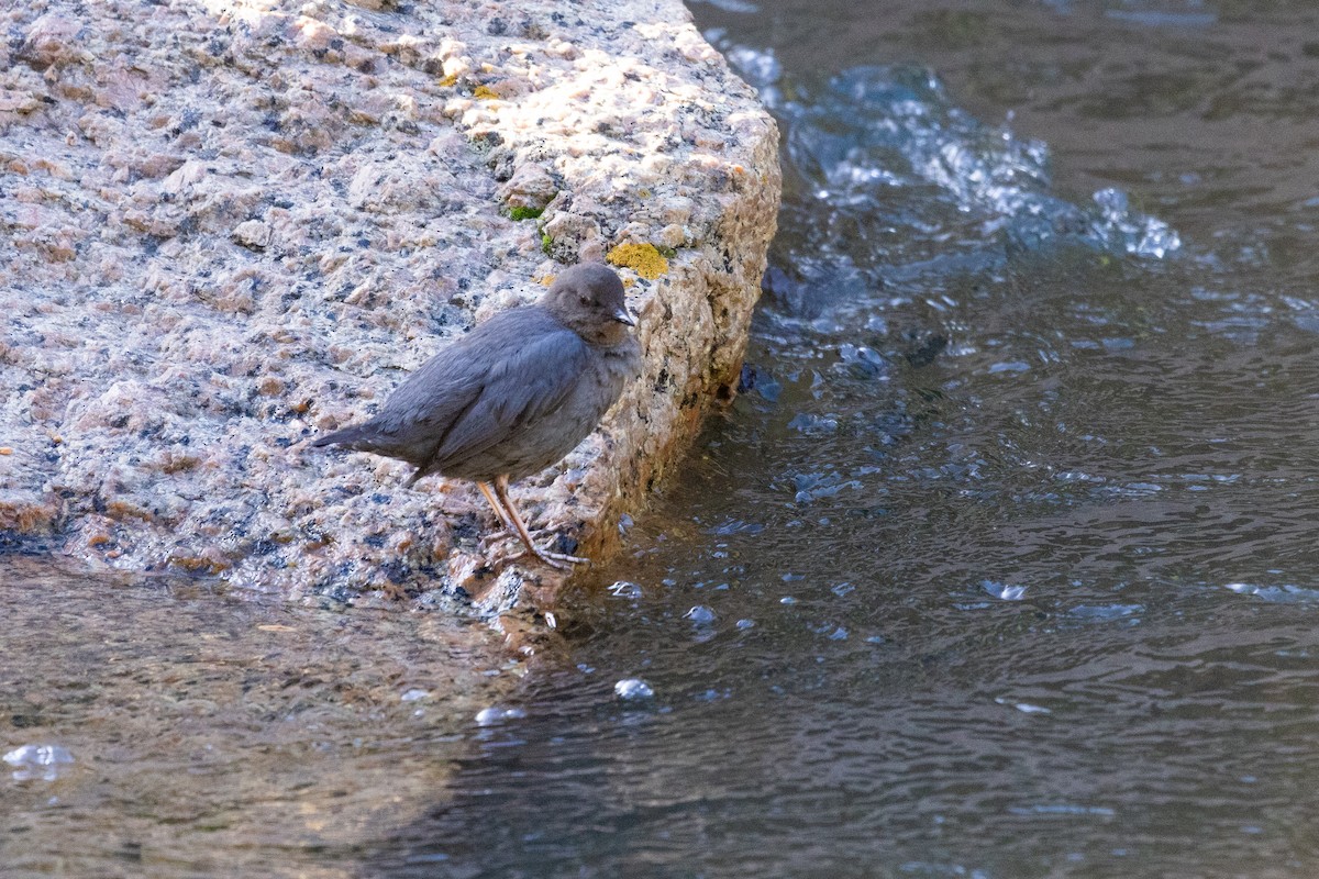 American Dipper - D Gamelin