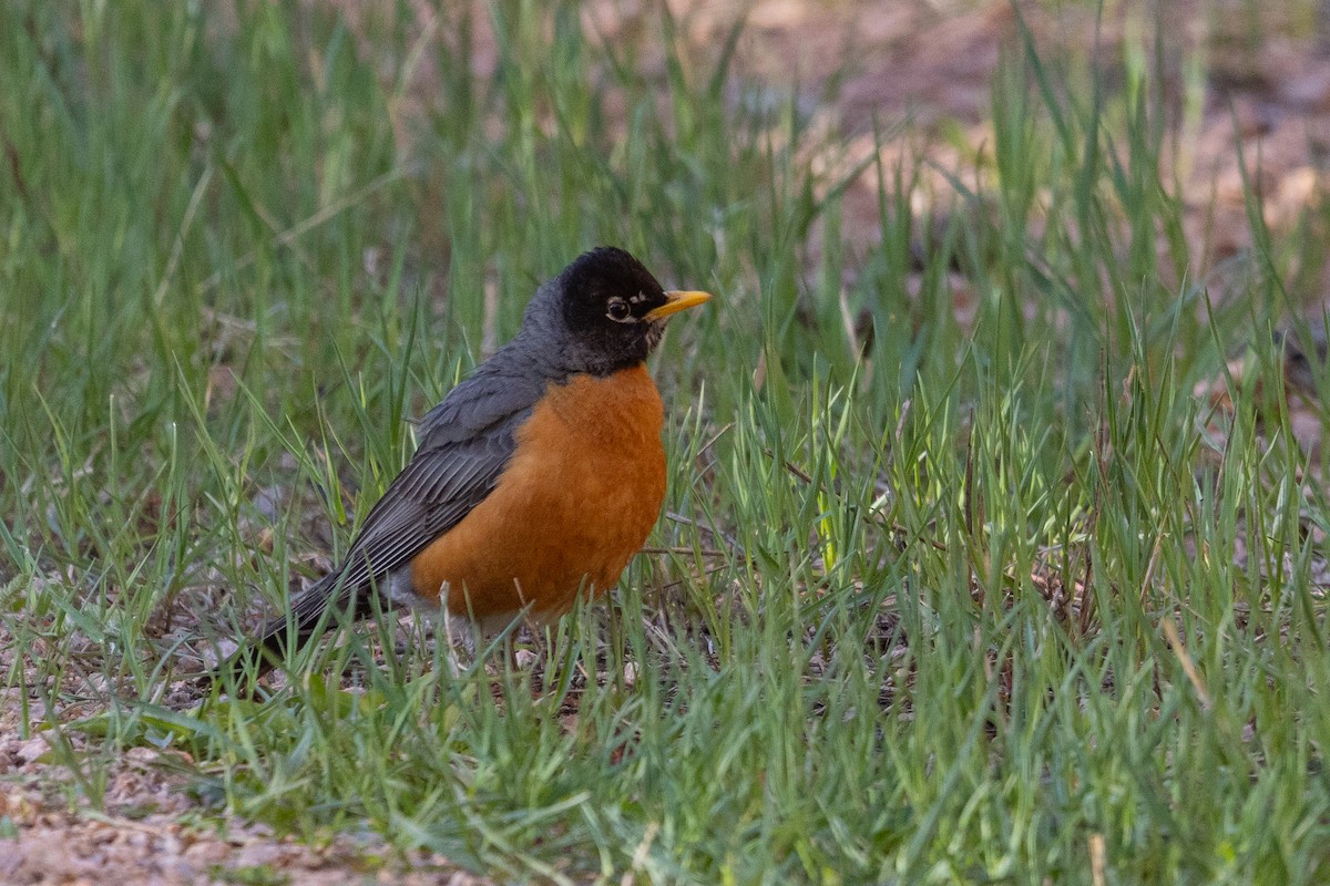 American Robin - D Gamelin