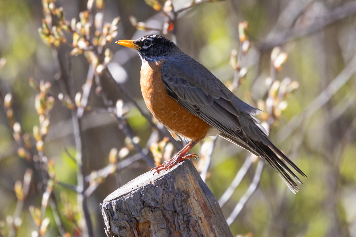 American Robin - D Gamelin