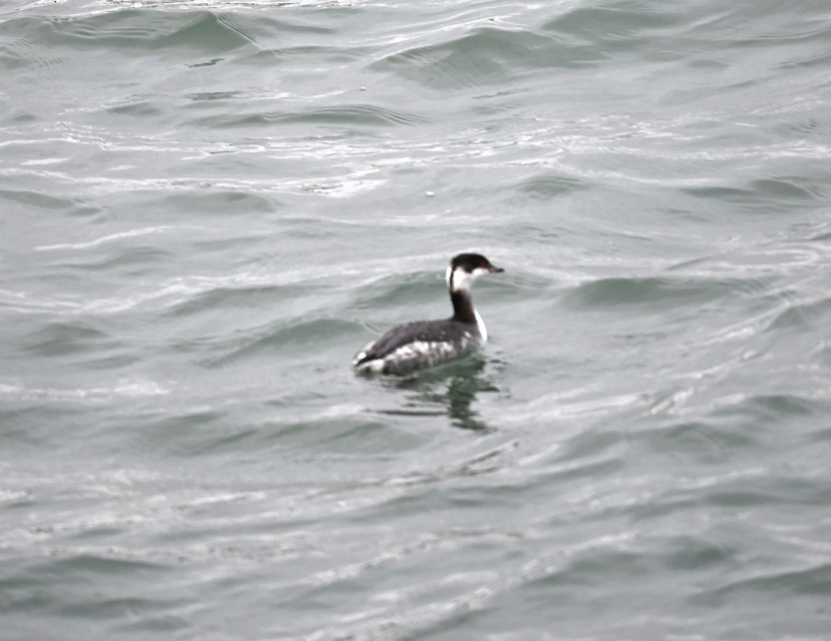 Horned Grebe - Nicolle and H-Boon Lee