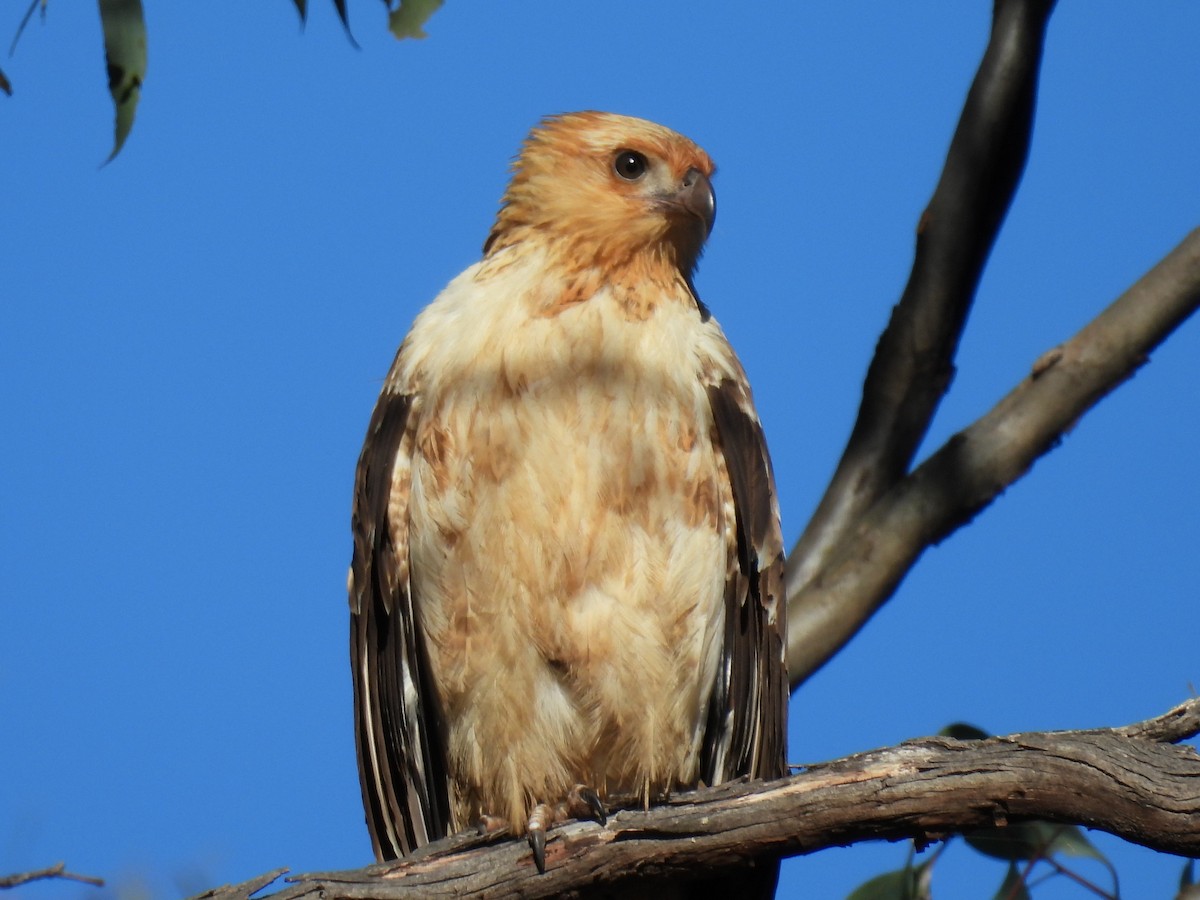 Whistling Kite - ML619606302