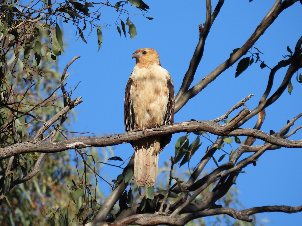 Whistling Kite - ML619606303