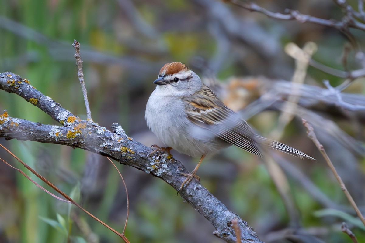 Chipping Sparrow - D Gamelin