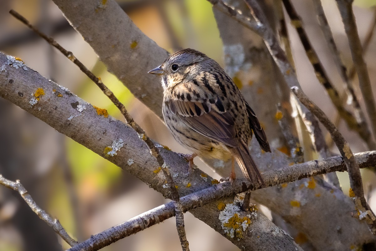 Lincoln's Sparrow - D Gamelin