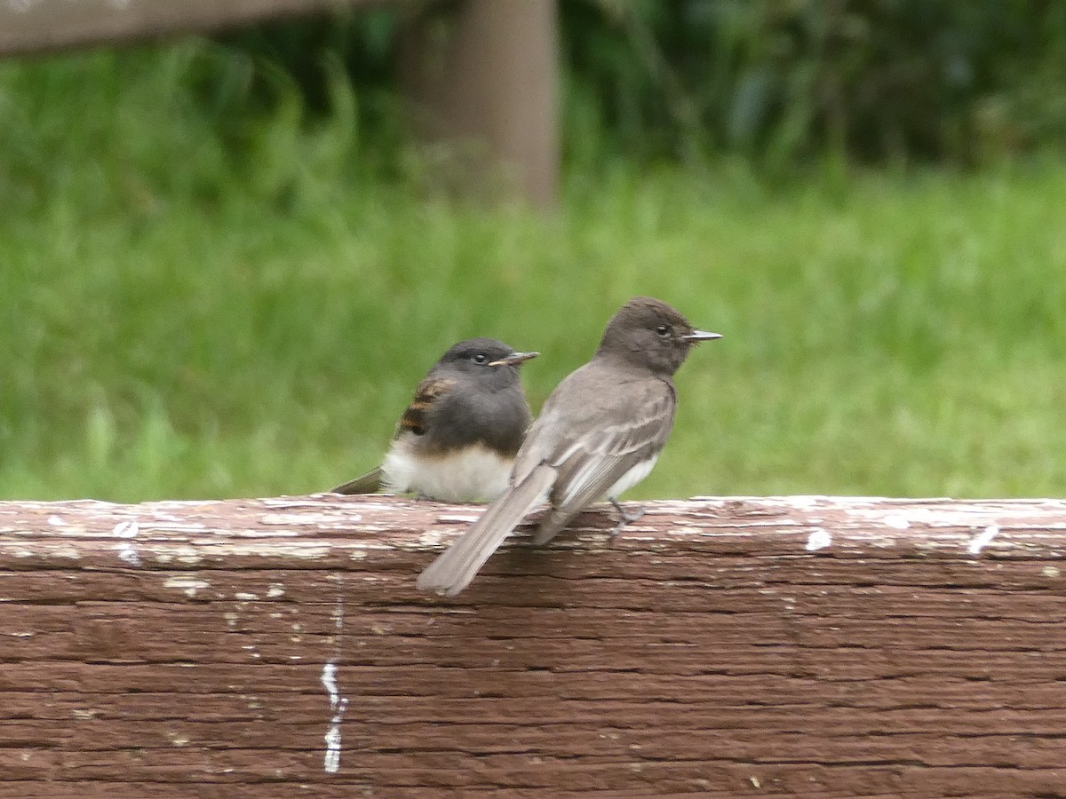 Black Phoebe - Anonymous