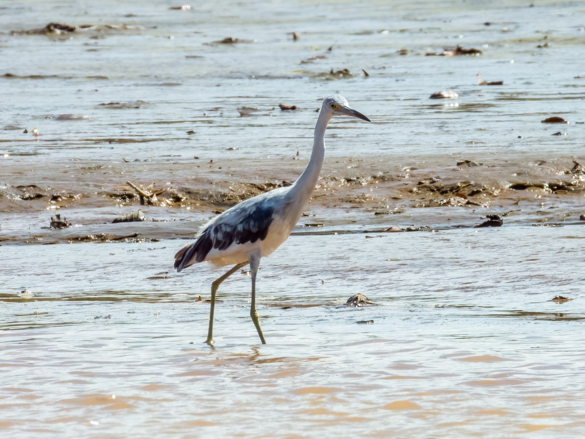 Little Blue Heron - Imogen Warren