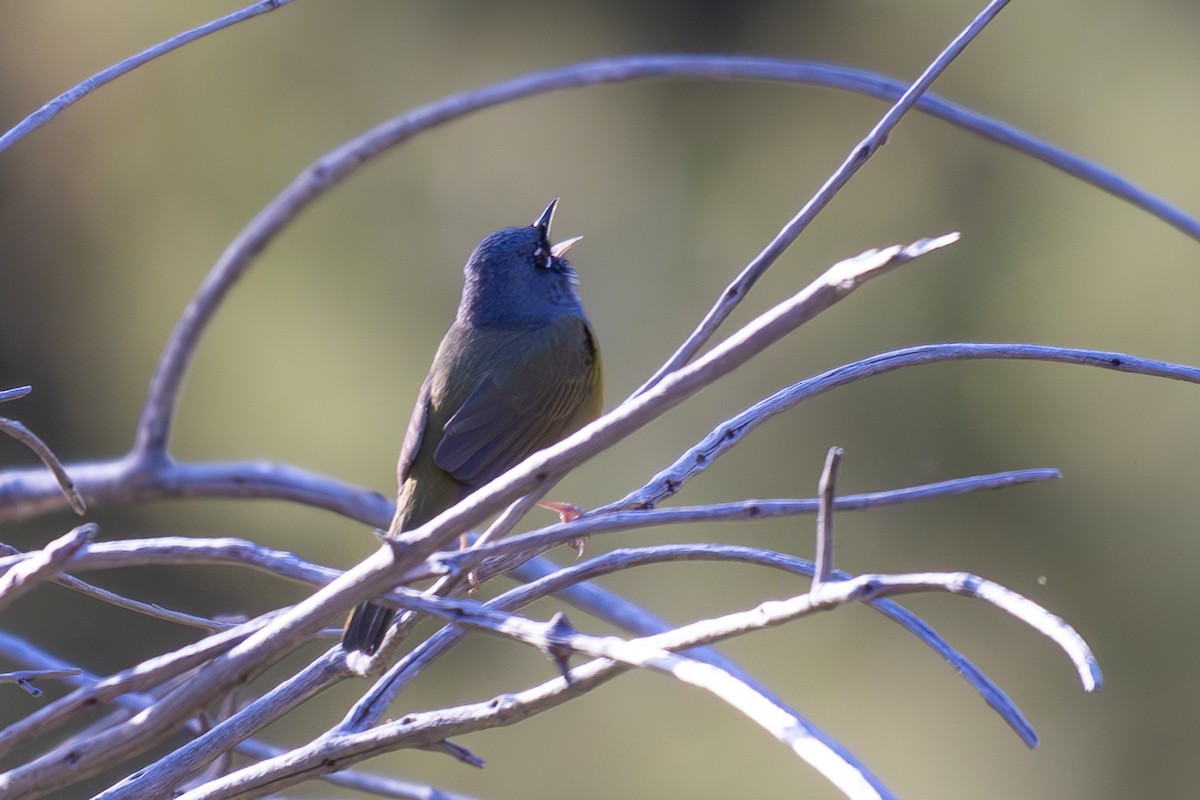 MacGillivray's Warbler - D Gamelin