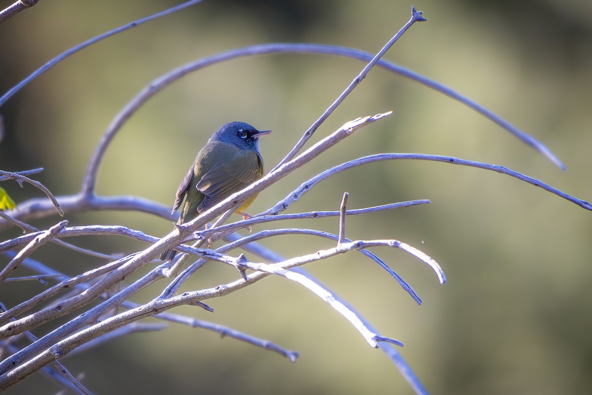 MacGillivray's Warbler - ML619606323