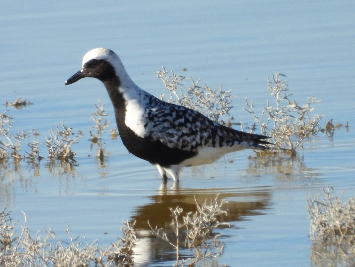 Black-bellied Plover - Lauri Taylor