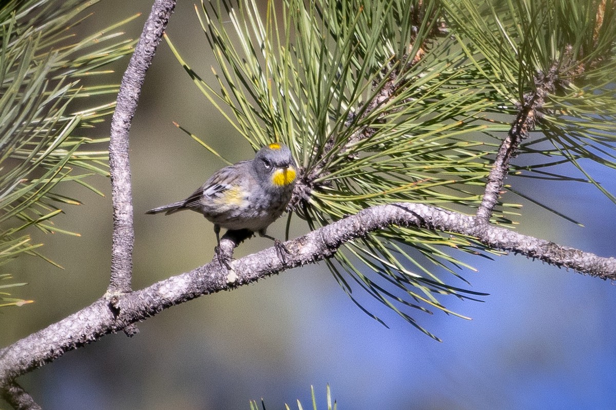 Yellow-rumped Warbler - ML619606330