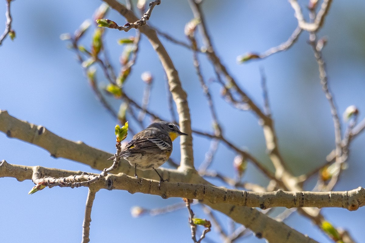 Yellow-rumped Warbler - D Gamelin