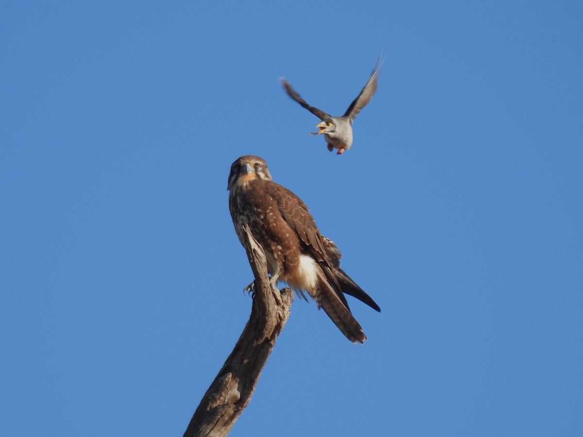 Brown Falcon - Helen Erskine-Behr