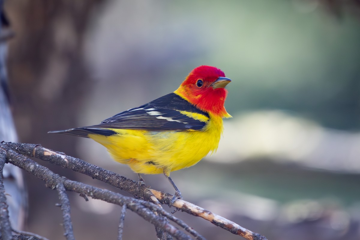 Western Tanager - D Gamelin