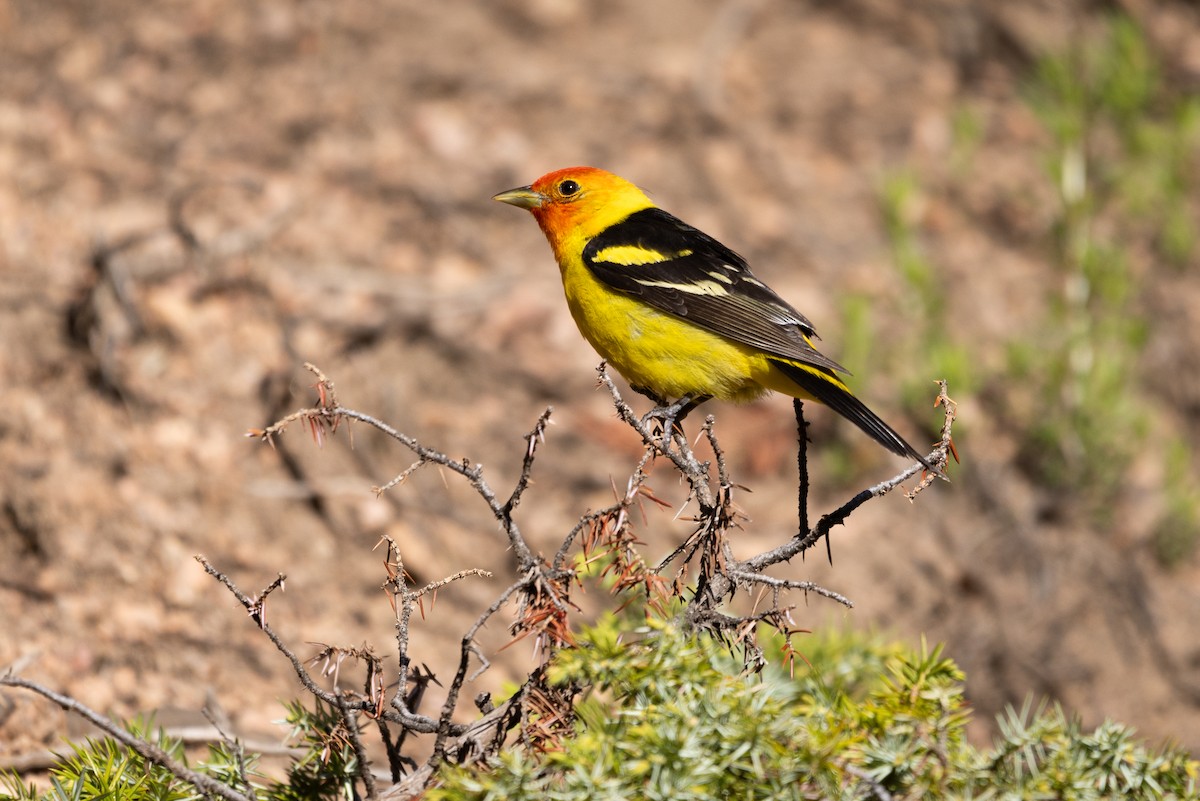 Western Tanager - D Gamelin