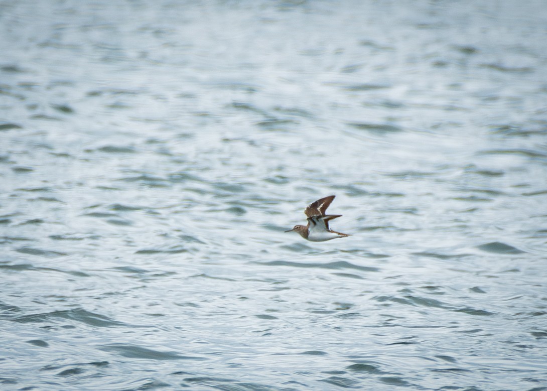 Common Sandpiper - Filipe Leitão