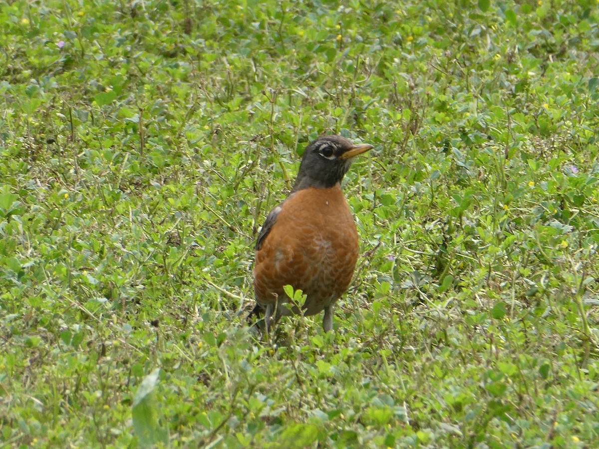 American Robin - Anonymous