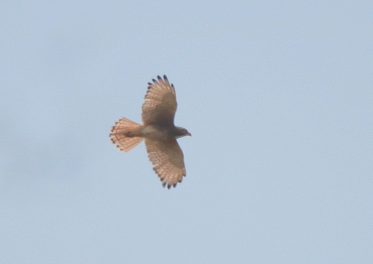 White-eyed Buzzard - ML619606349