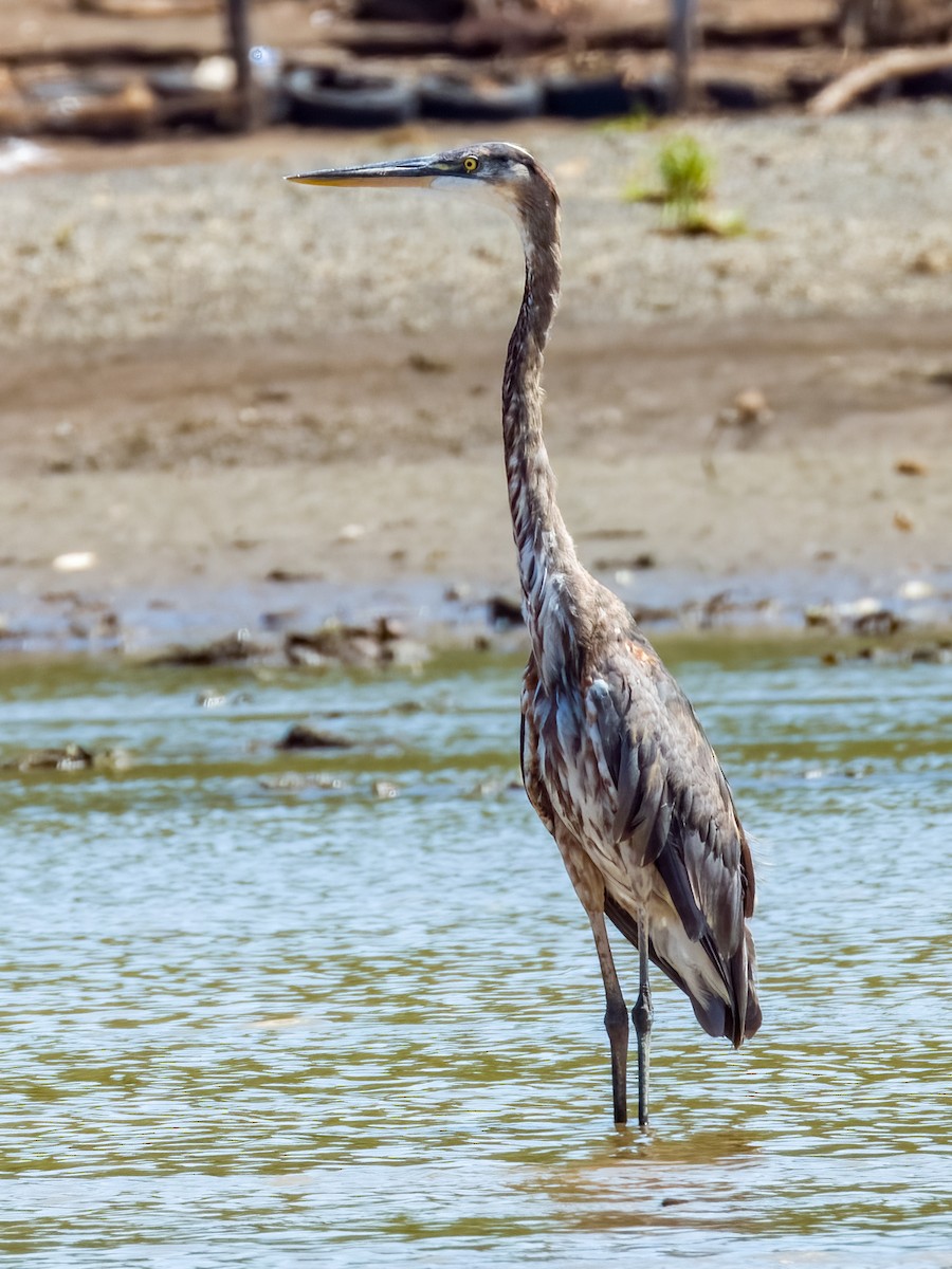 Great Blue Heron - Imogen Warren