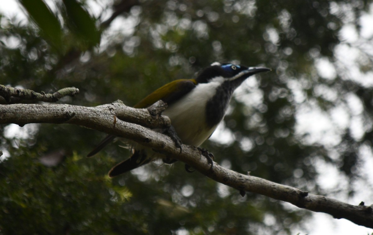 Blue-faced Honeyeater - Neil Roche-Kelly