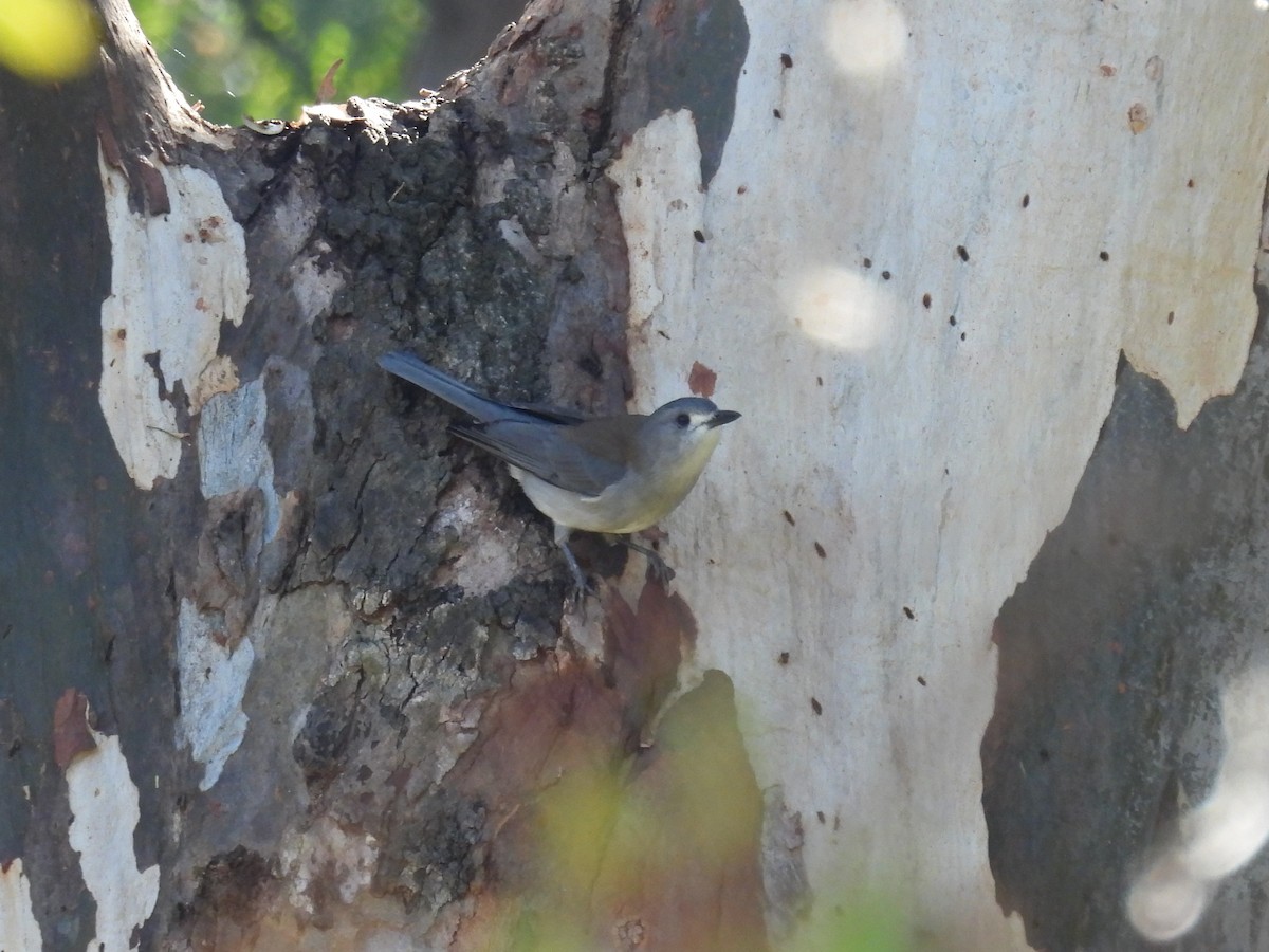 Gray Shrikethrush - Helen Erskine-Behr