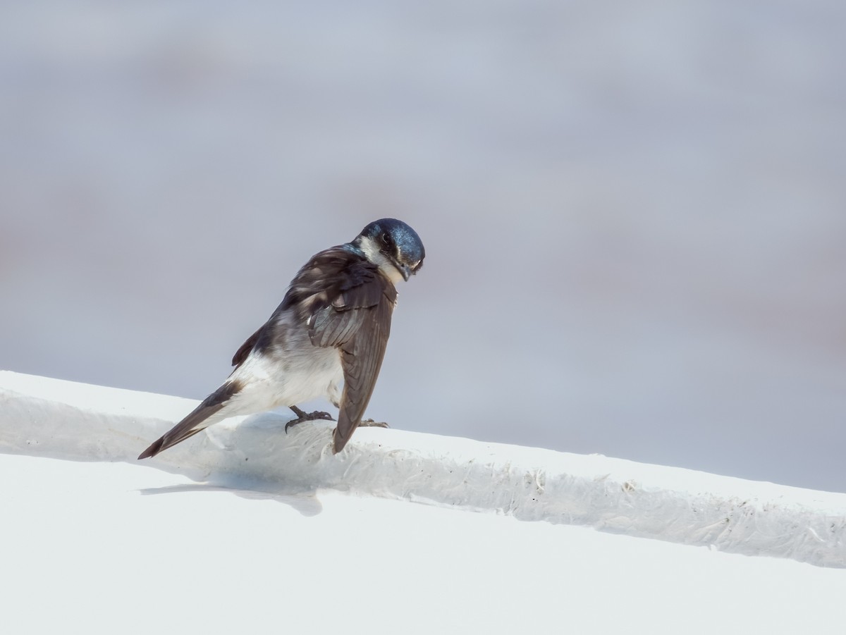 Mangrove Swallow - Imogen Warren