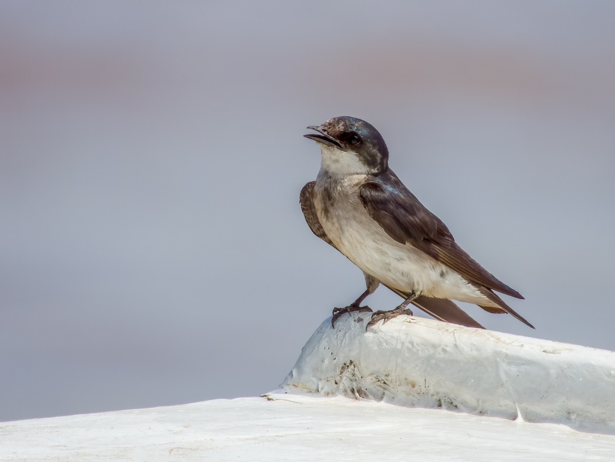 Mangrove Swallow - Imogen Warren