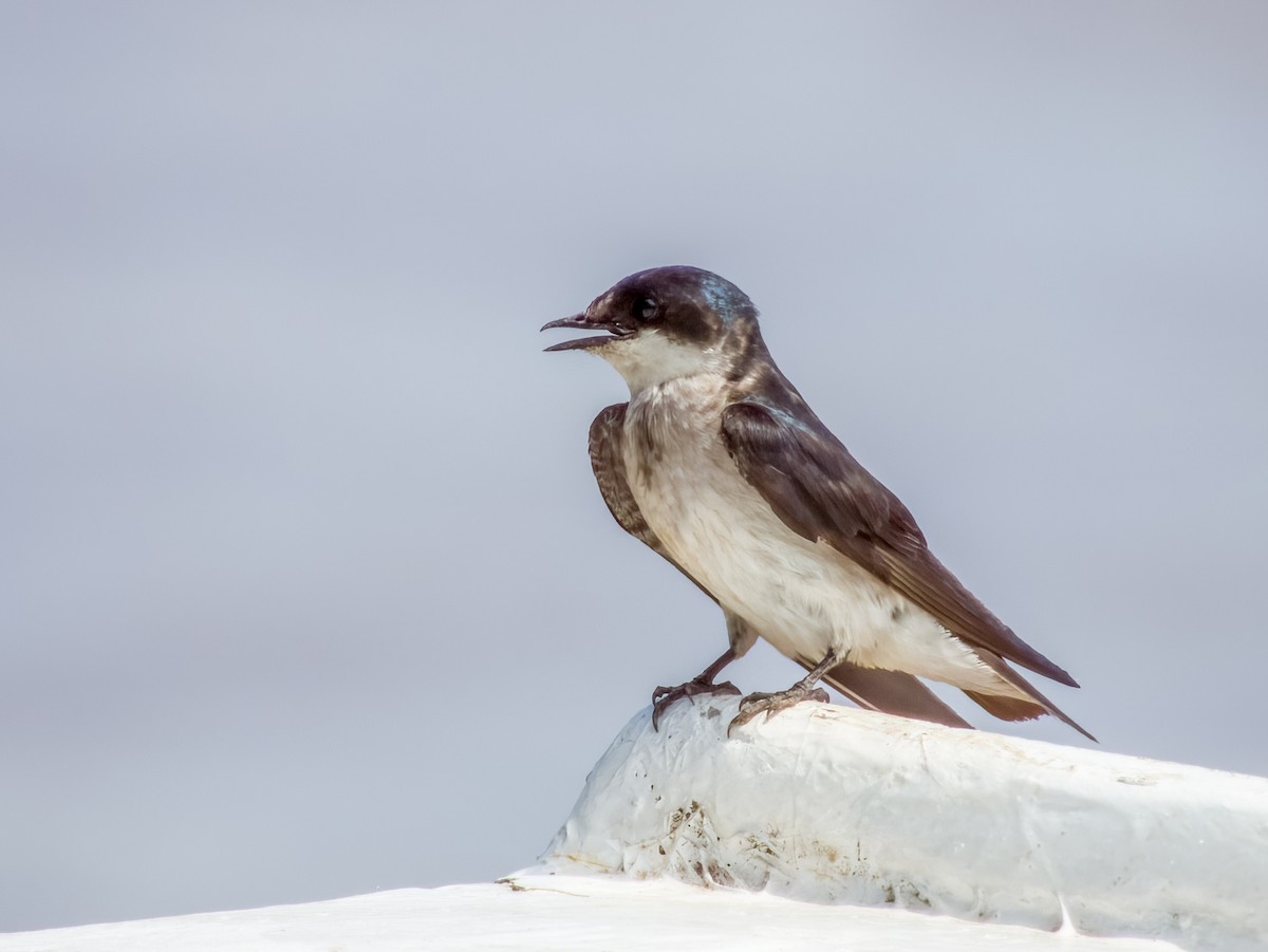 Mangrove Swallow - Imogen Warren